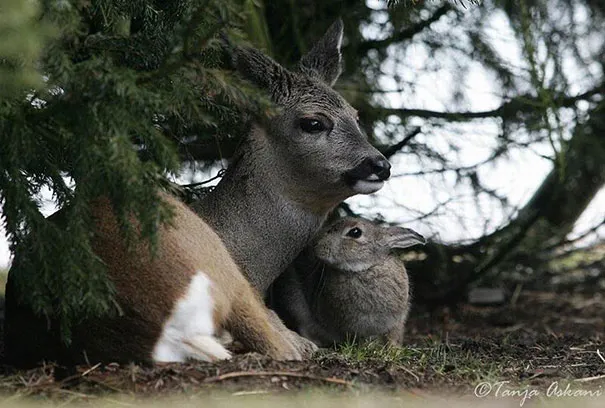 Unusual animal friendship 9 2