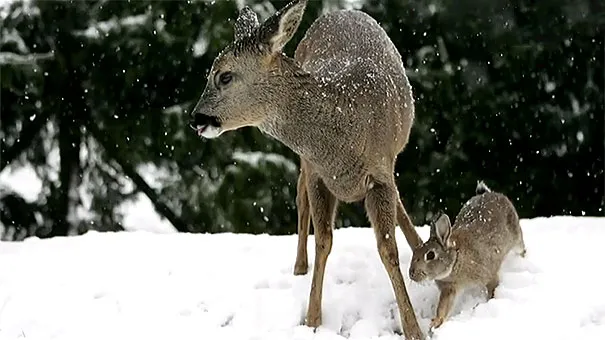 Unusual animal friendship 9 3