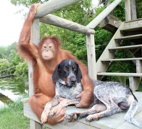 Unusual animal friendship 13 1