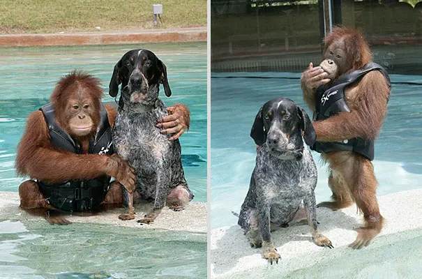Unusual animal friendship 13 5