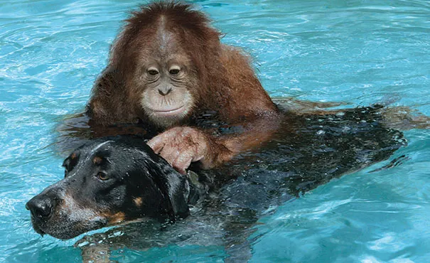 Unusual animal friendship 13 3