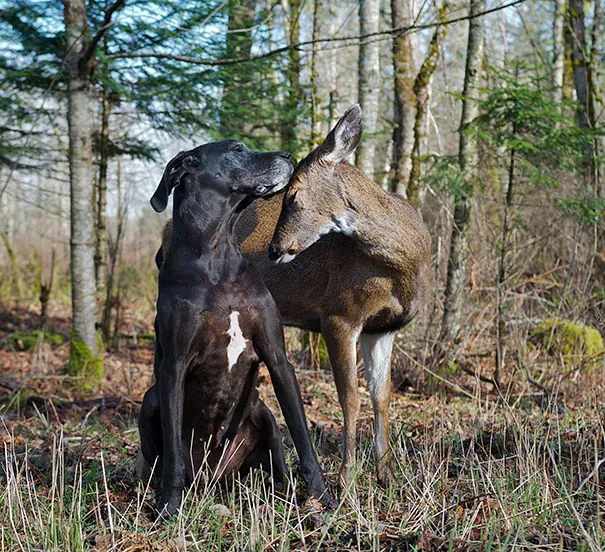 Unusual animal friendship 14 2