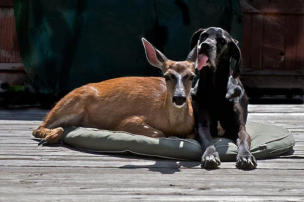 Unusual animal friendship 14 1