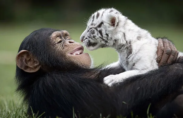 Unusual animal friendship 15 1