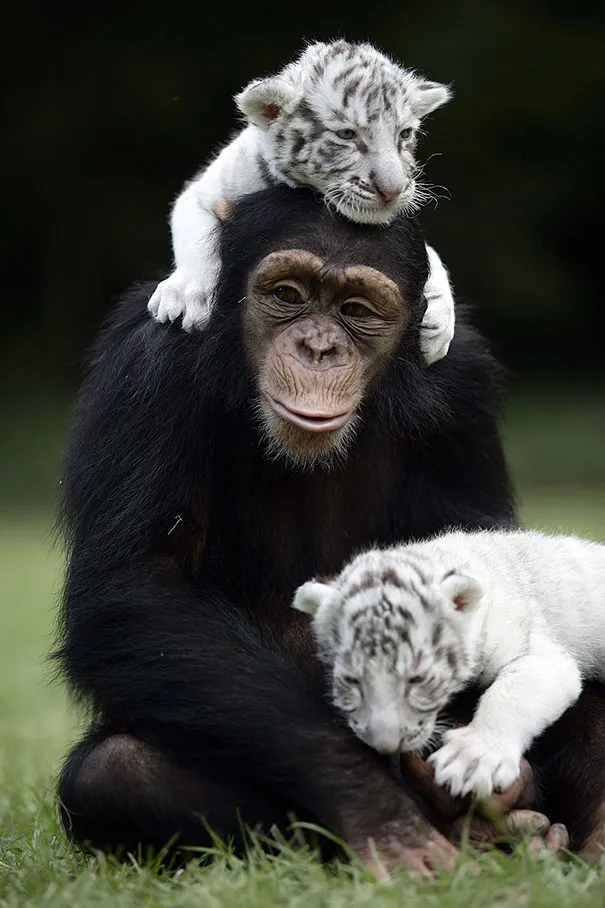Unusual animal friendship 15 2