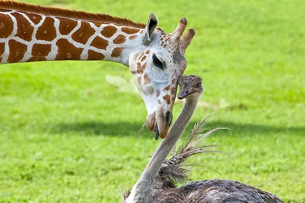 Unusual animal friendship 10 1