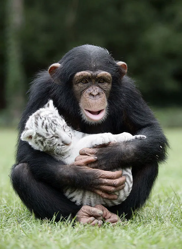 Unusual animal friendship 15 4