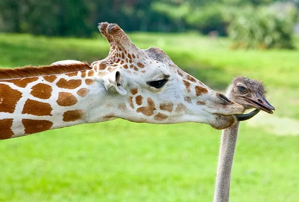 Unusual animal friendship 10 3