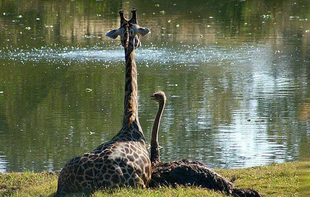 Unusual animal friendship 10 2
