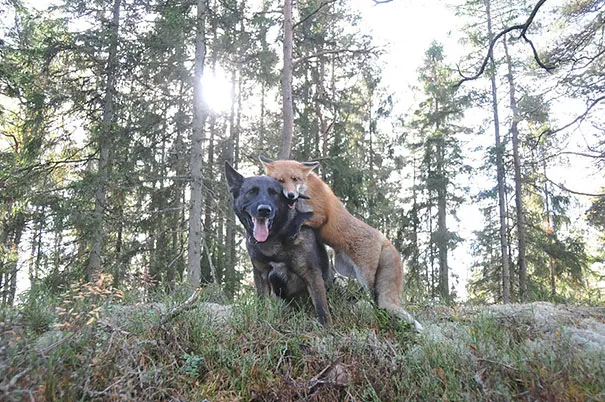 Unusual animal friendship 1 4