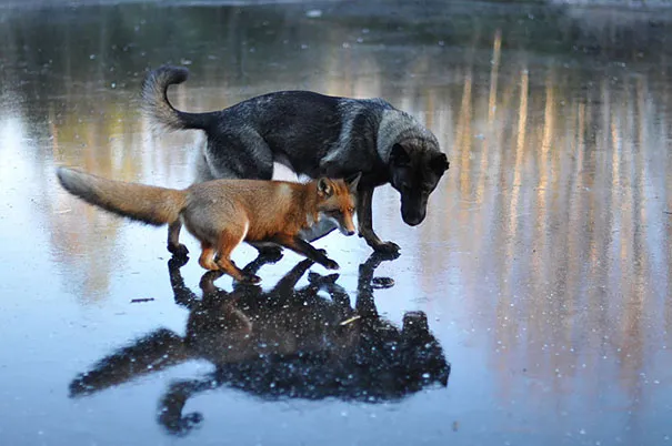 Unusual animal friendship 1 5