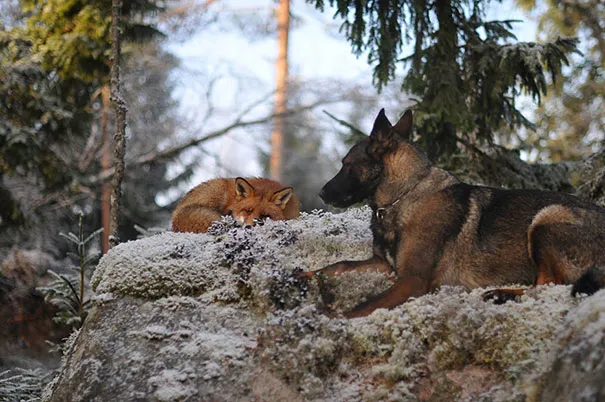 Unusual animal friendship 1 6