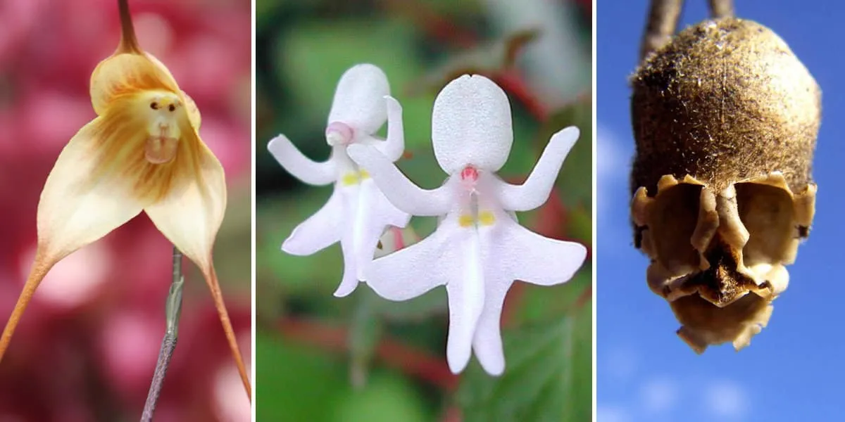 17 Fleurs Qui Ressemblent à Tout Autre Chose.