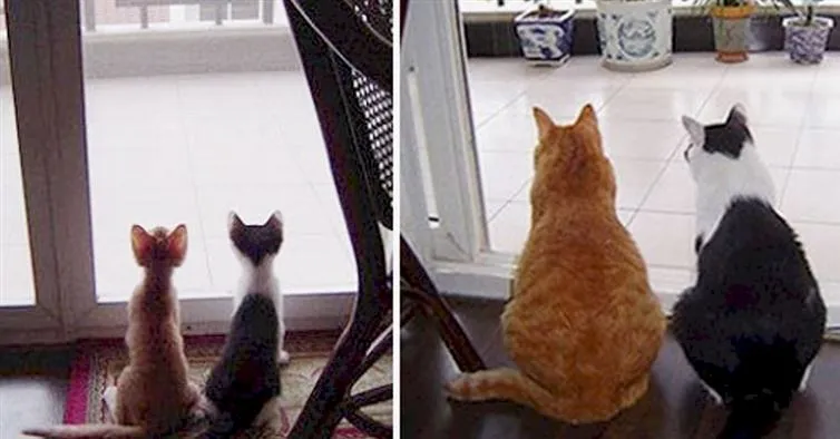 19 photos avant et après de chats qui prouvent qu’au fond, ils resteront toujours des chatons