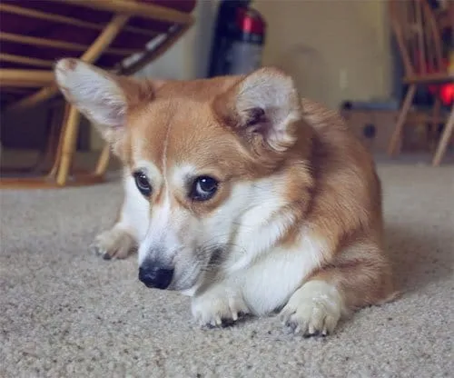 13 20 essential dog facts