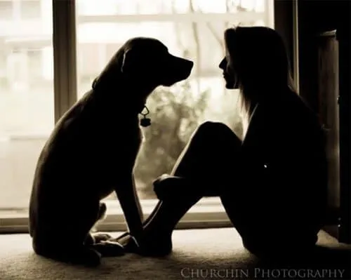 12 20 essential dog facts