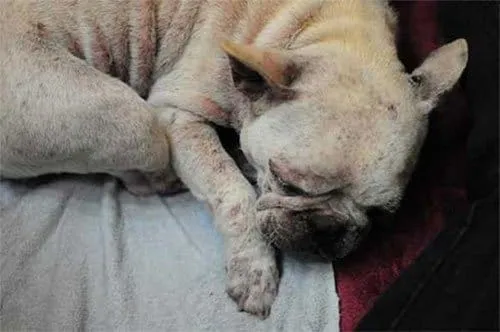 2 20 essential dog facts