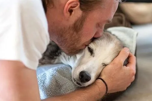 20 20 essential dog facts