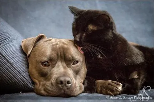 9 20 essential dog facts