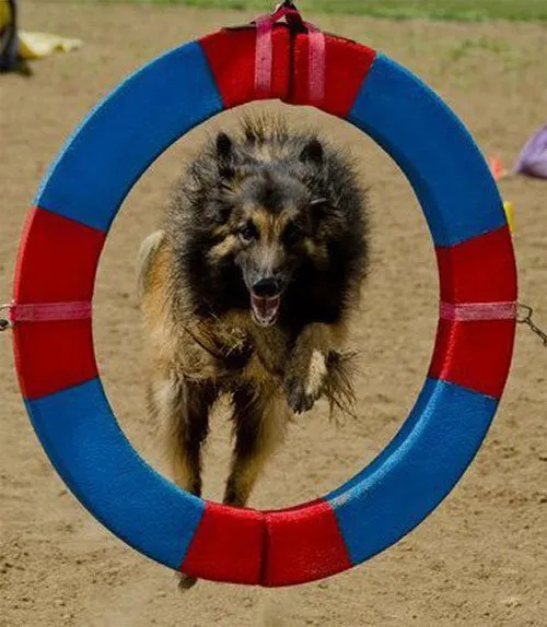 11 20 essential dog facts