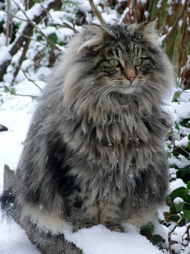 Gros chats 1