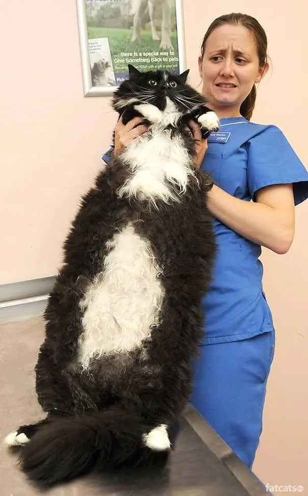Gros chats 12