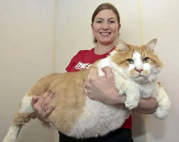 Gros chats 13