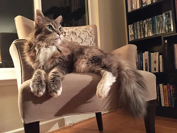 Gros chats 15