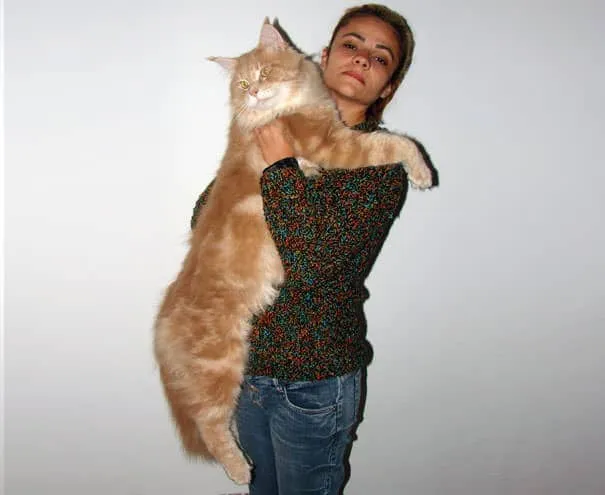 Gros chats 16