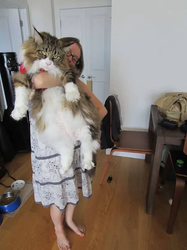 Gros chats 17