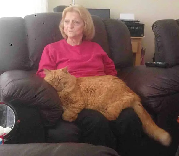 Gros chats 18