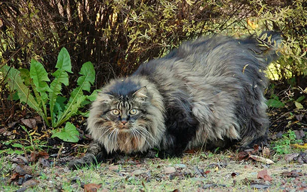 Gros chats 19