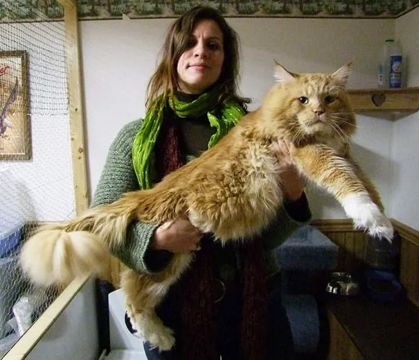 Gros chats 20