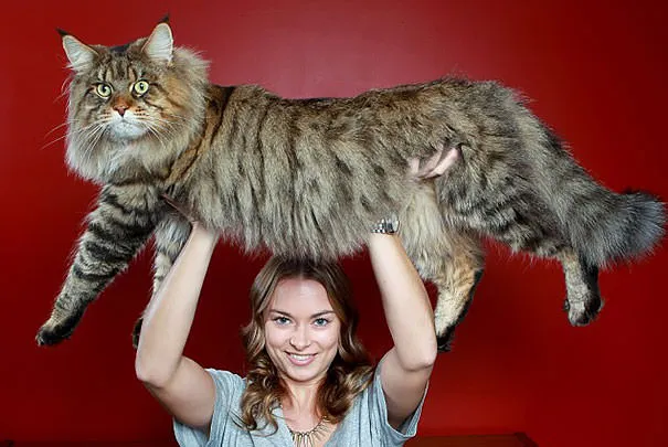 Gros chats 2