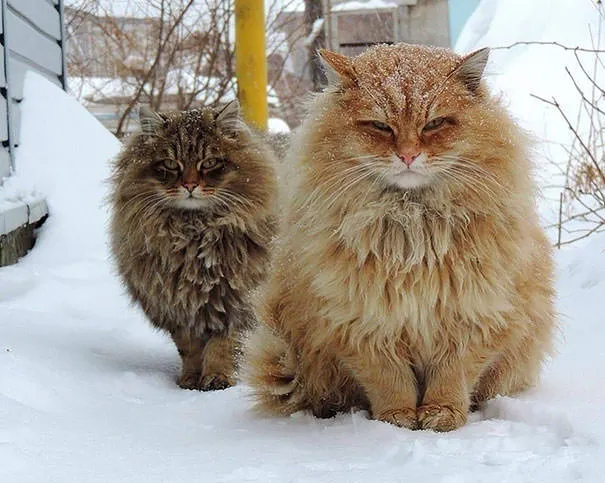 Gros chats 3