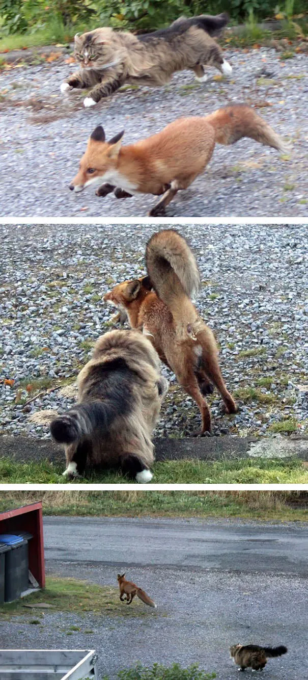 Gros chats 5