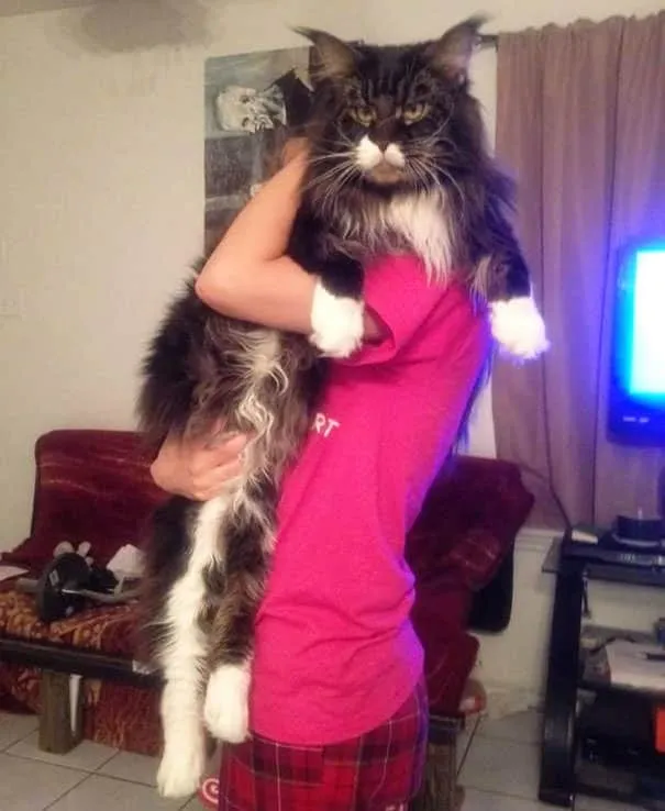 Gros chats 6