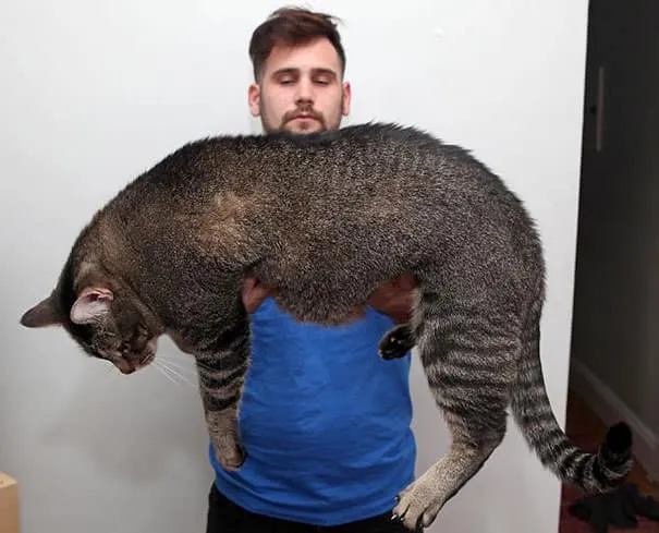 Gros chats 7