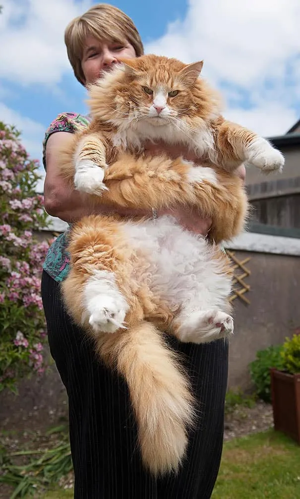 Gros chats 8
