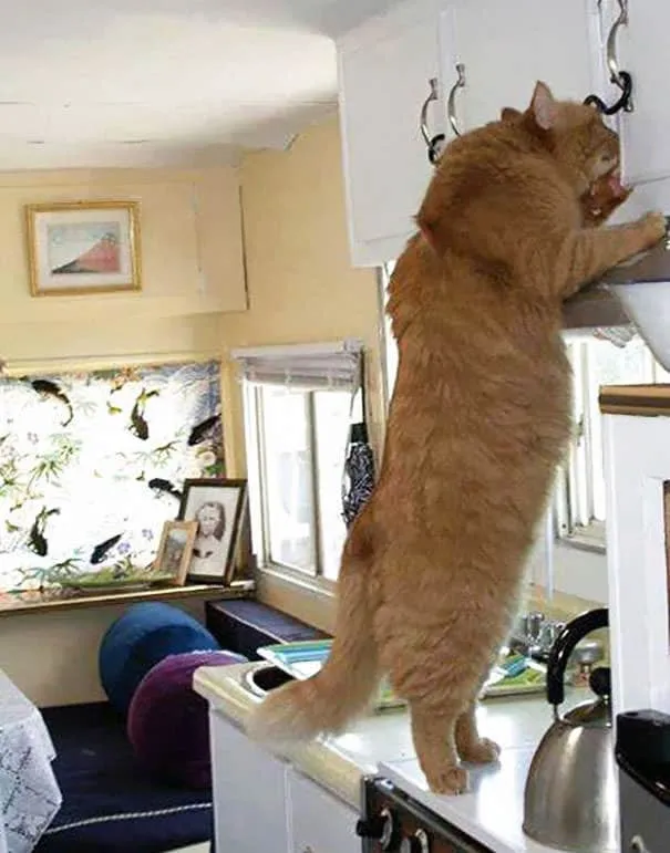 Gros chats 10