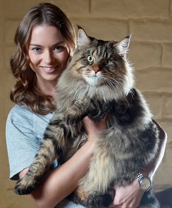 Gros chats 11