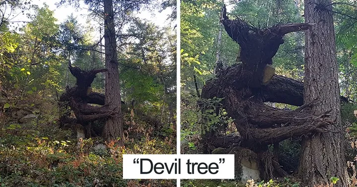 21 arbres qui ressemblent à autre chose et vont vous faire vous retourner.