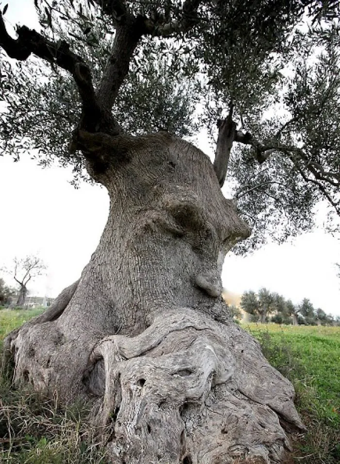 21 arbres qui ressemblent a autre 01 1