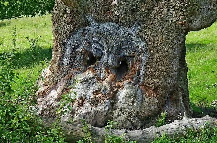 21 arbres qui ressemblent a autre 10