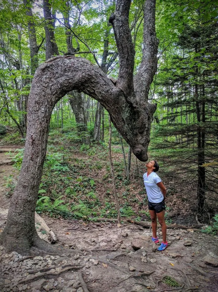 21 arbres qui ressemblent a autre 11