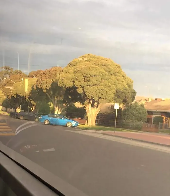 21 arbres qui ressemblent a autre 14