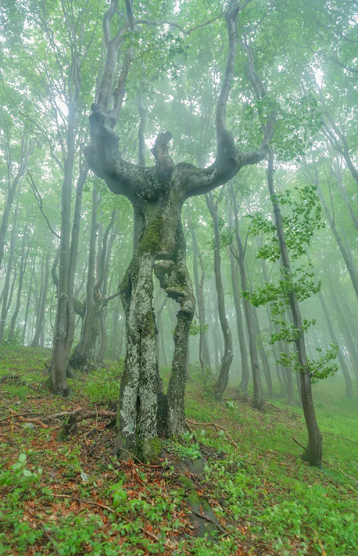 21 arbres qui ressemblent a autre 06