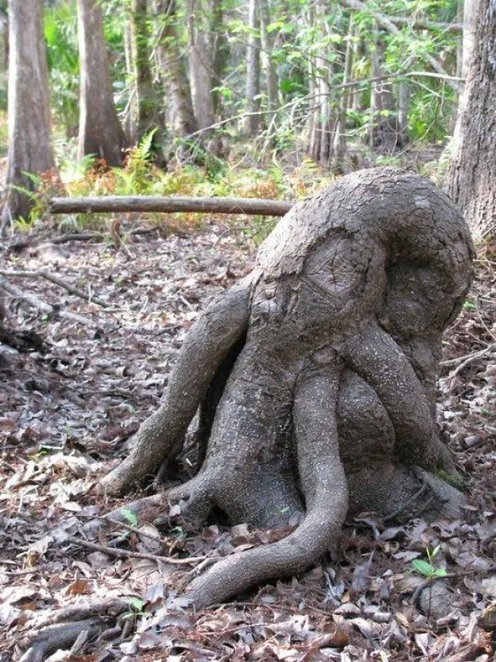 21 arbres qui ressemblent a autre 20