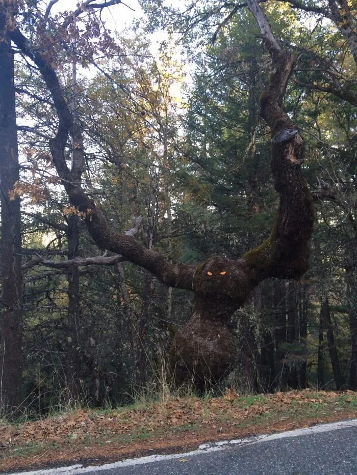 21 arbres qui ressemblent a autre 03