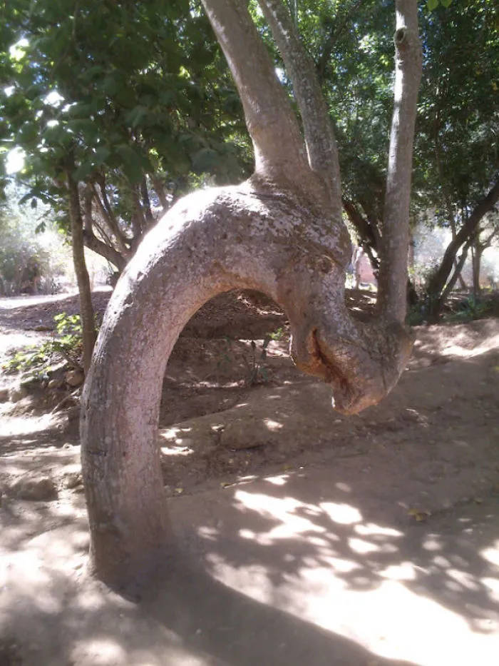 21 arbres qui ressemblent a autre 04